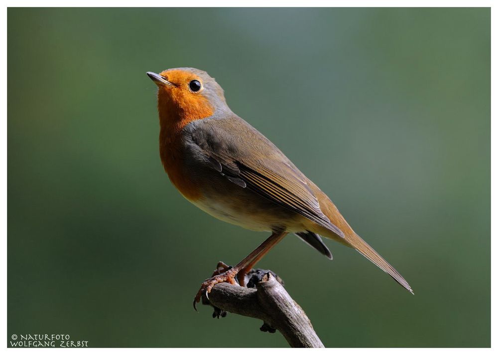 --- Mein Rotkehlchen --- ( Erithacus rubecula )