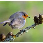 -- Mein Rotkehlchen -- (Erithacus rubecula )