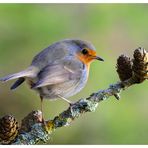 -- Mein Rotkehlchen -- (Erithacus rubecula )