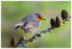 -- Mein Rotkehlchen -- (Erithacus rubecula )