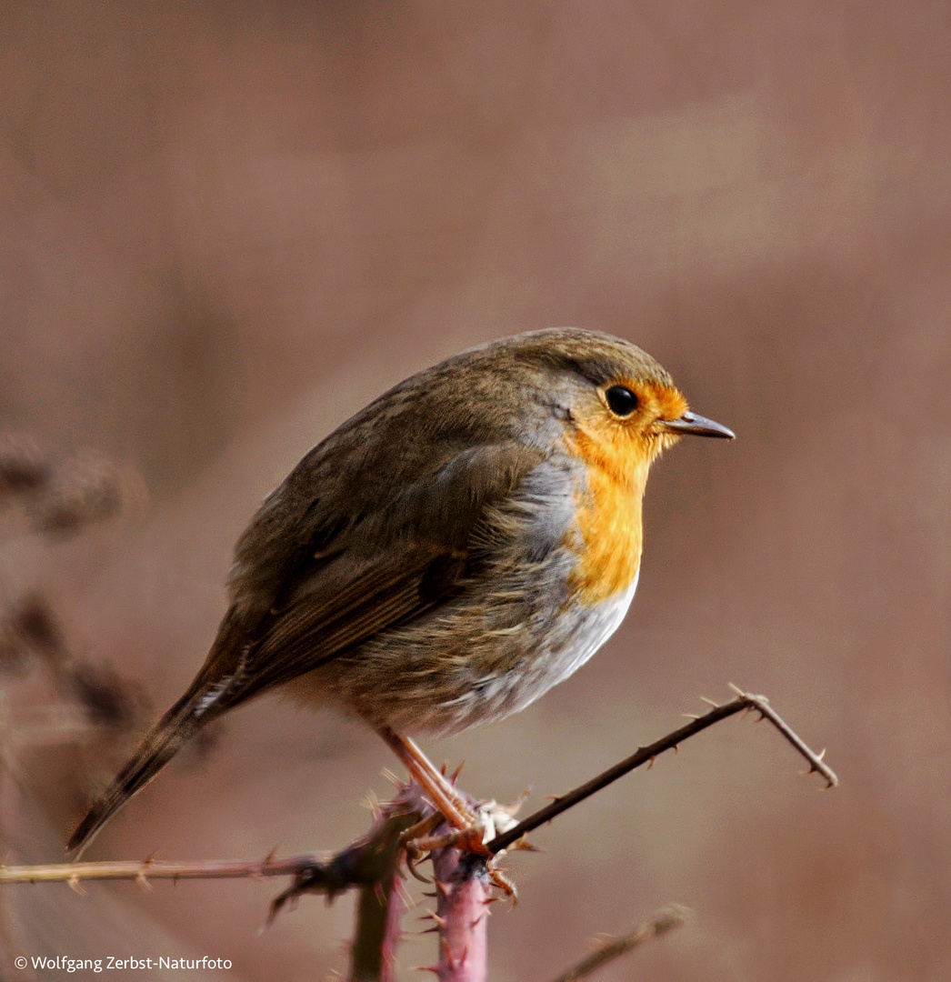 --- Mein Rotkehlchen ---  ( Erithacus rubecula )