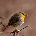 --- Mein Rotkehlchen ---  ( Erithacus rubecula )