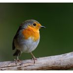 ----Mein Rotkehlchen ----   ( Erithacus rubecula )