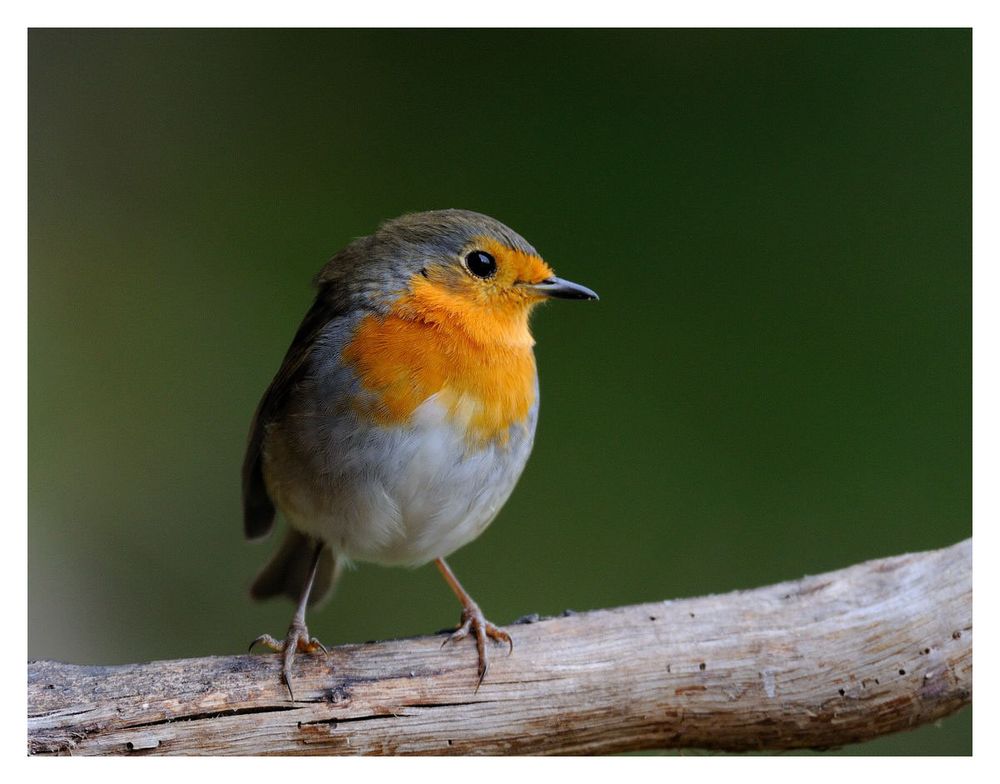 ----Mein Rotkehlchen ----   ( Erithacus rubecula )