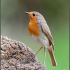 - Mein Rotkehlchen - (Erithacus rubecula )