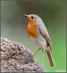 - Mein Rotkehlchen - (Erithacus rubecula )