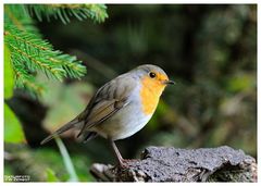 -- Mein Rotkehlchen Nr. 2 -- ( Erithacus rubecula )