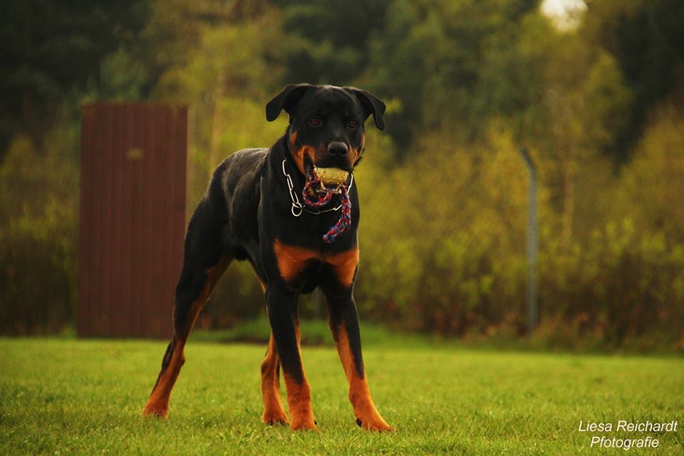 Mein Rotti Baby :D