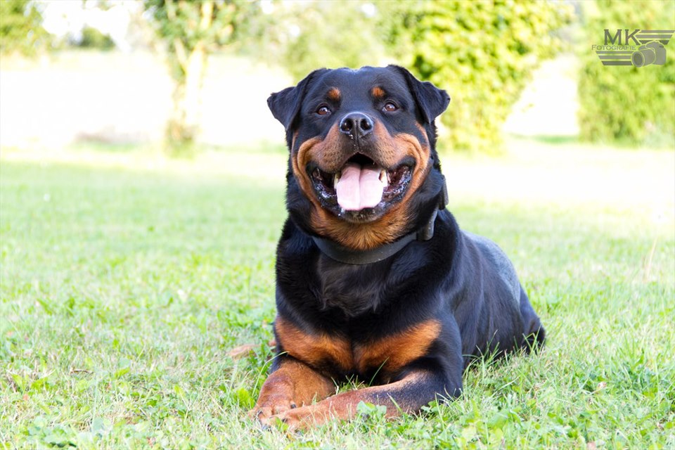 Mein Rottweiler - Ilko