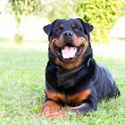 Mein Rottweiler - Ilko