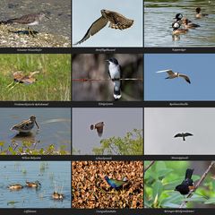 Mein Rückblick auf das Vogeljahr 2010 in Nordamerika