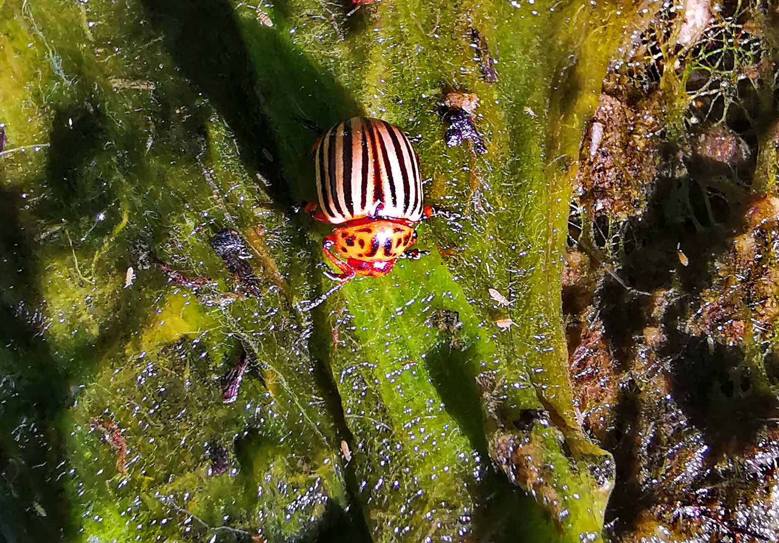 Mein ruhmloser Beitrag zum Insektenschutz.