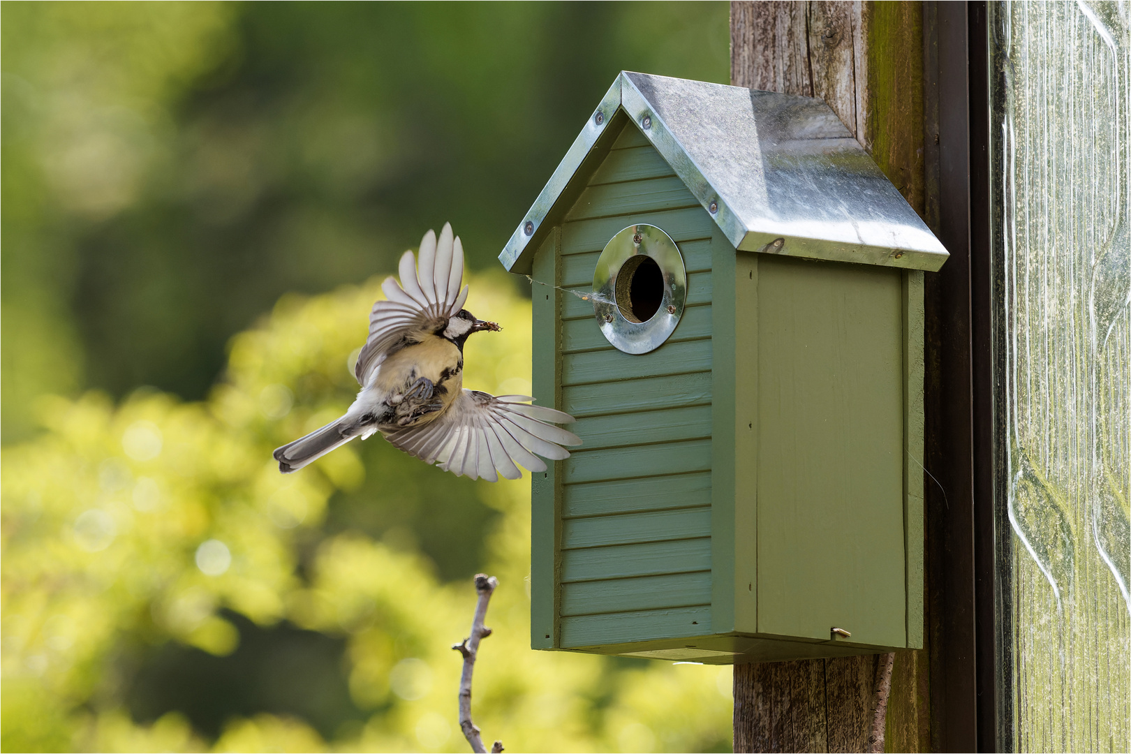 mein "Rusta" Vogelhaus wurde sofort von den Kohlmeisen angenommen  .....