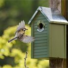 mein "Rusta" Vogelhaus wurde sofort von den Kohlmeisen angenommen  .....