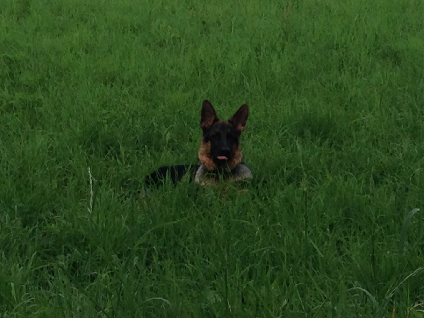 Mein Schäferhund mit dem ich täglich in den Rieselfeldern bin