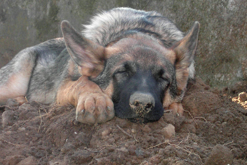 Mein Schäferschweinchen