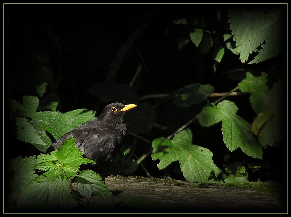 Mein schärfster Vogel