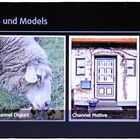 Mein Schaf in den Channels