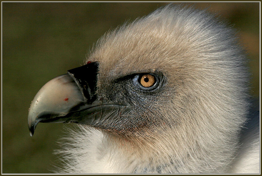 "mein" (scharfer) Gänsegeier