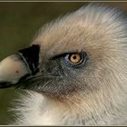 "mein" (scharfer) Gänsegeier