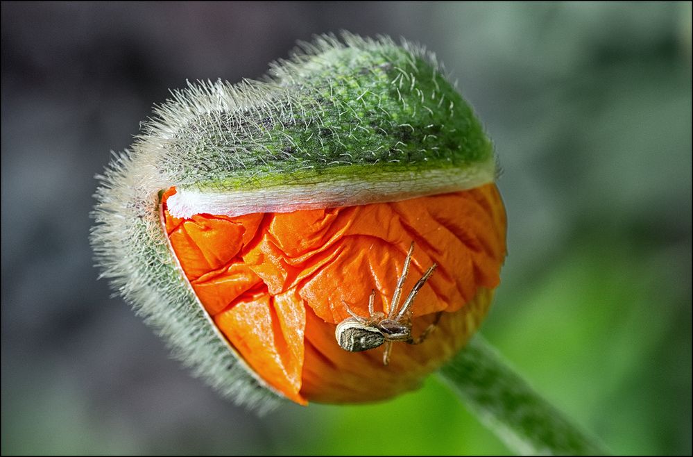 mein Schatz Foto & Bild spezial, makro, natur Bilder auf