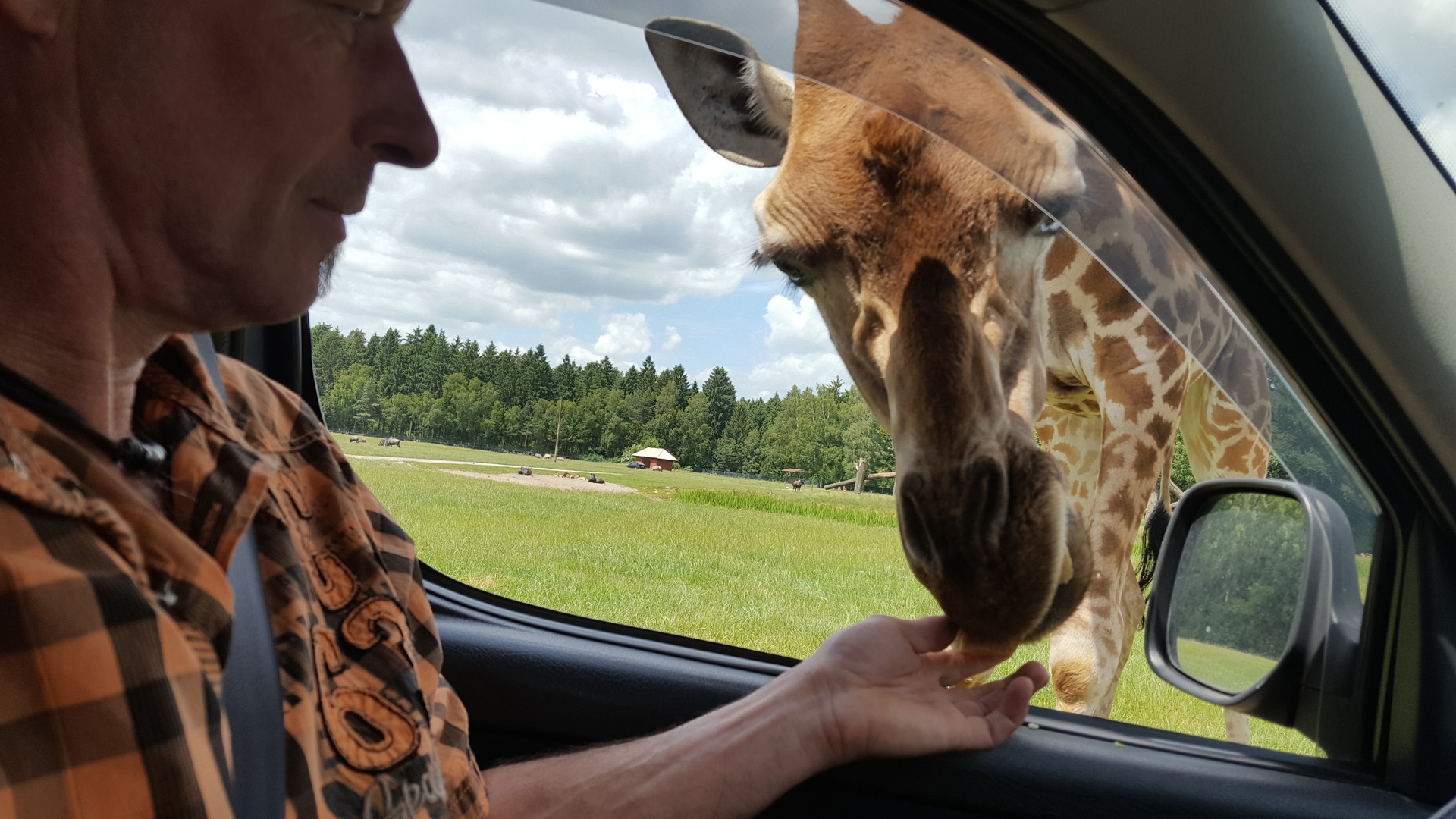 Mein Schatz und die Giraffe 