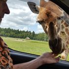 Mein Schatz und die Giraffe 