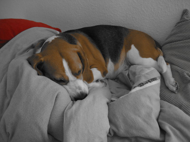 Mein schlafender Hund Foto &amp; Bild tiere, haustiere, hunde Bilder auf