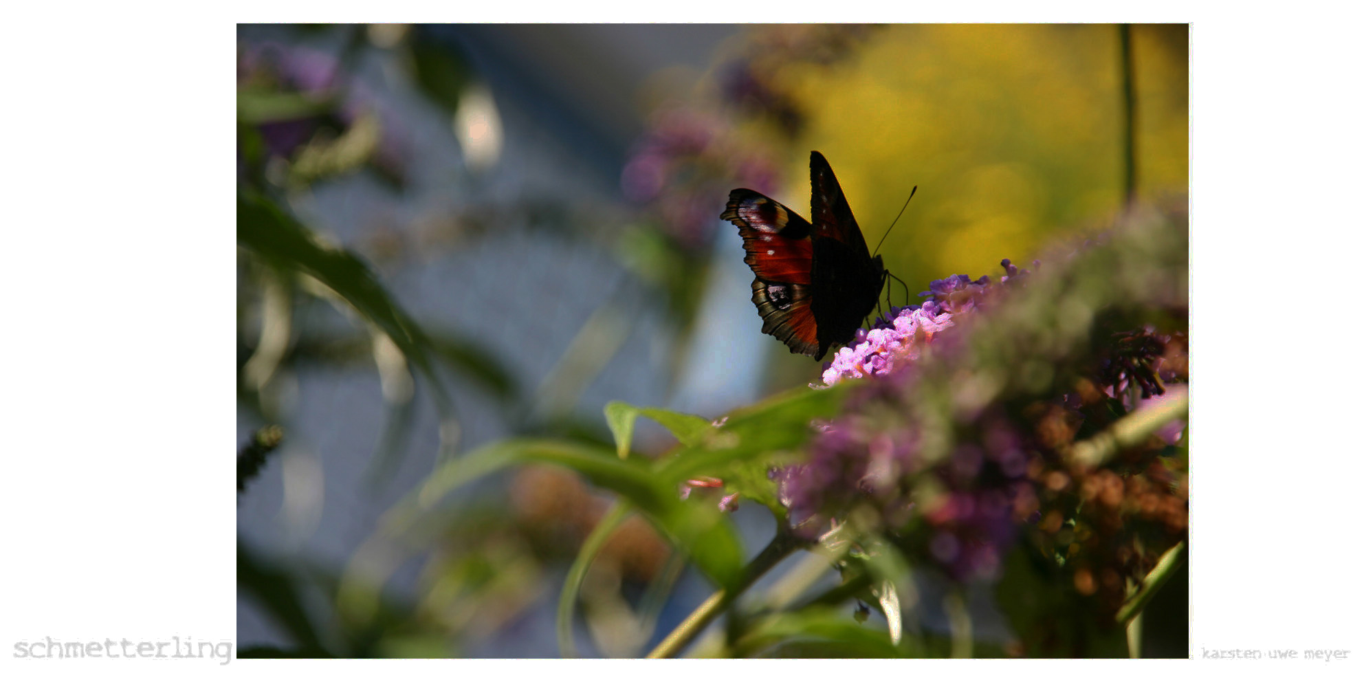 mein schmetterling