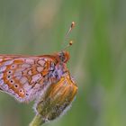 Mein Schmetterling