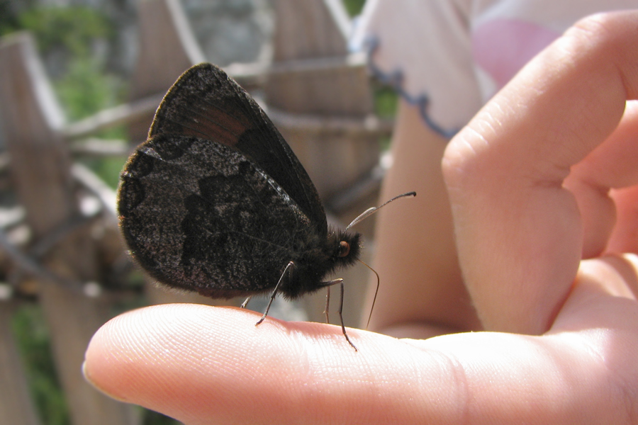 "Mein" Schmetterling