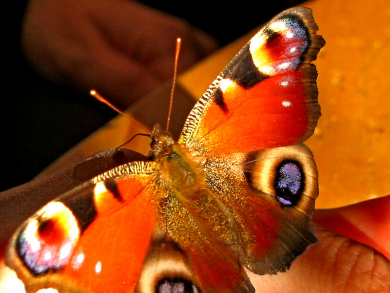 mein Schmetterling beim Füttern