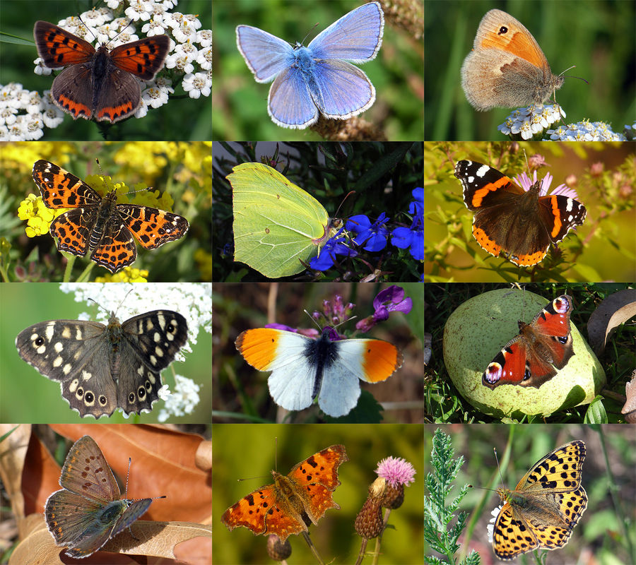 Mein Schmetterlingskalender - Bitte um Hilfe bei Benennung