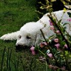 Mein Schmuckstück im Garten.