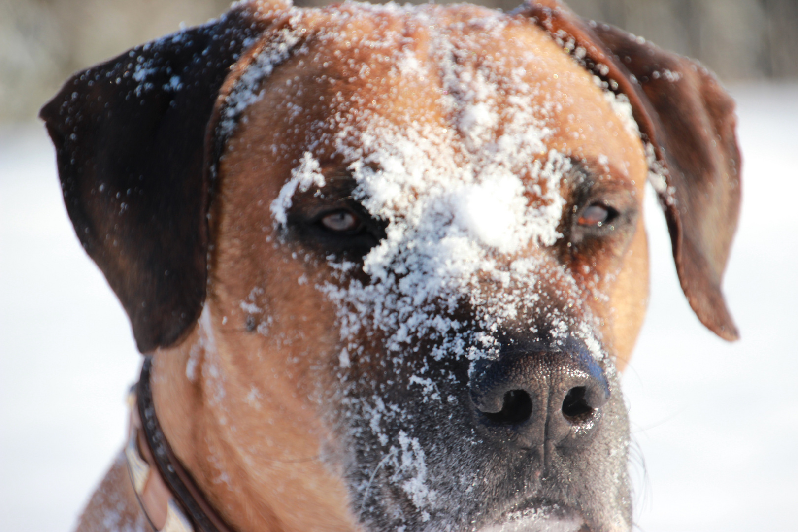 Mein " Schnee-Ridgi "