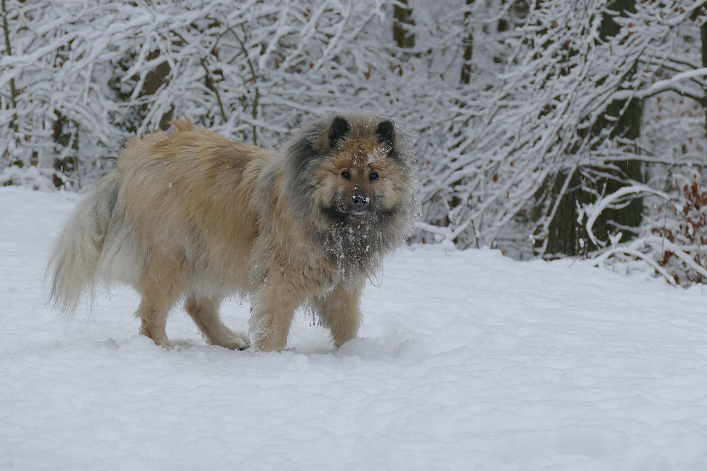 Mein Schneebärchen