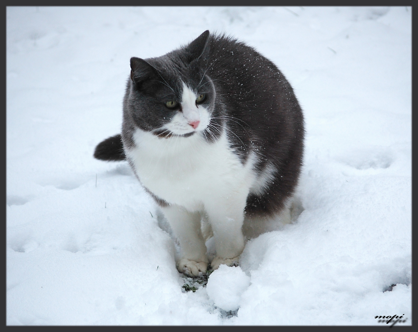 mein Schneeball