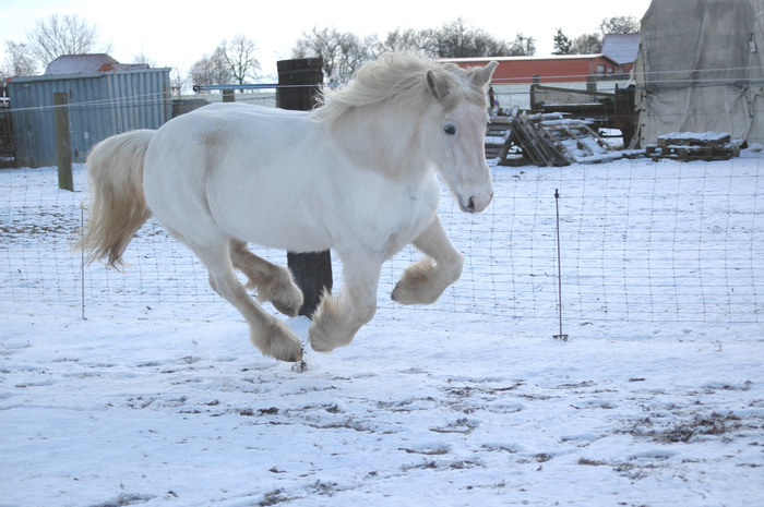 Mein Schnee"einhorn"