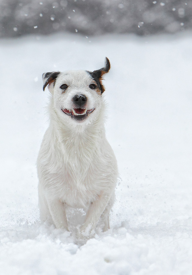 mein Schneeflöckchen