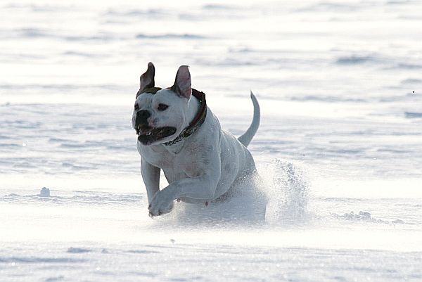 Mein Schneehase