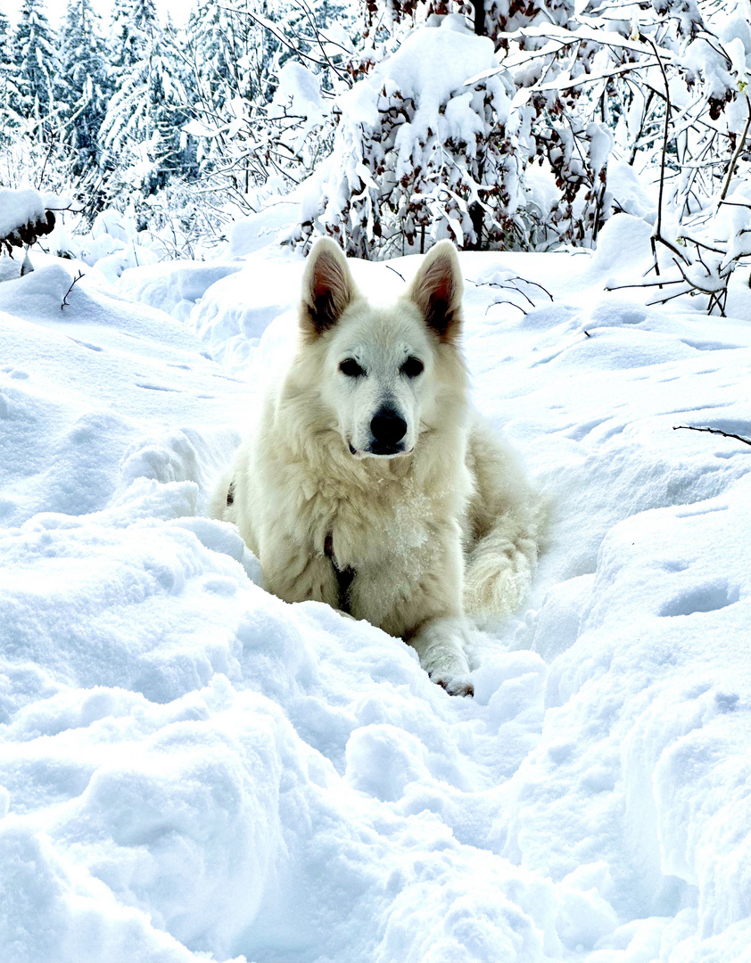 Mein Schneehund 1