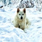 Mein Schneehund 1