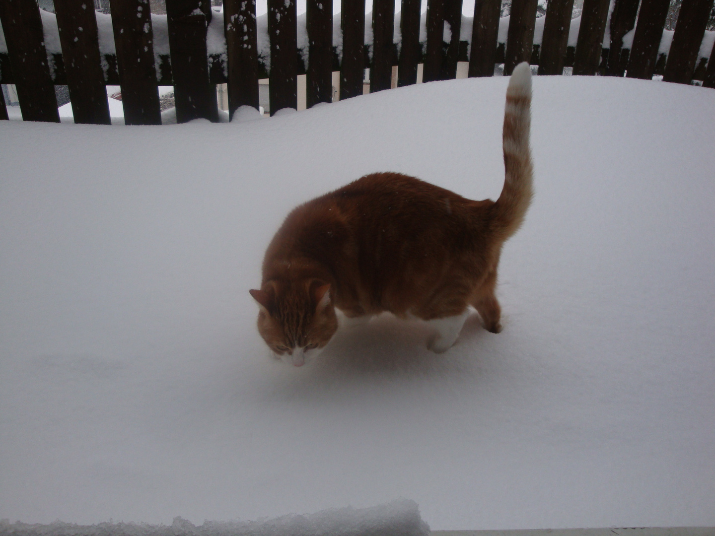 Mein Schneekönig