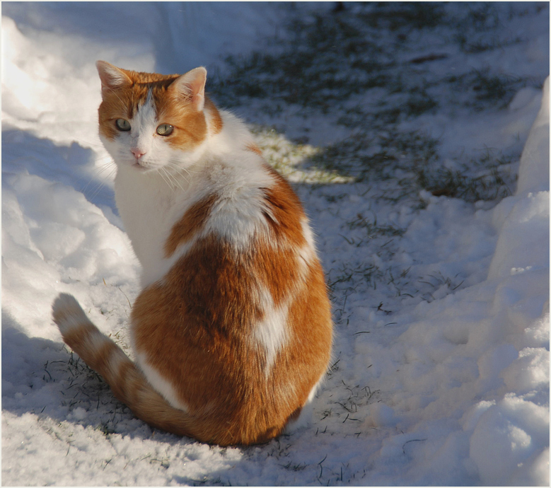 Mein Schneekönig !