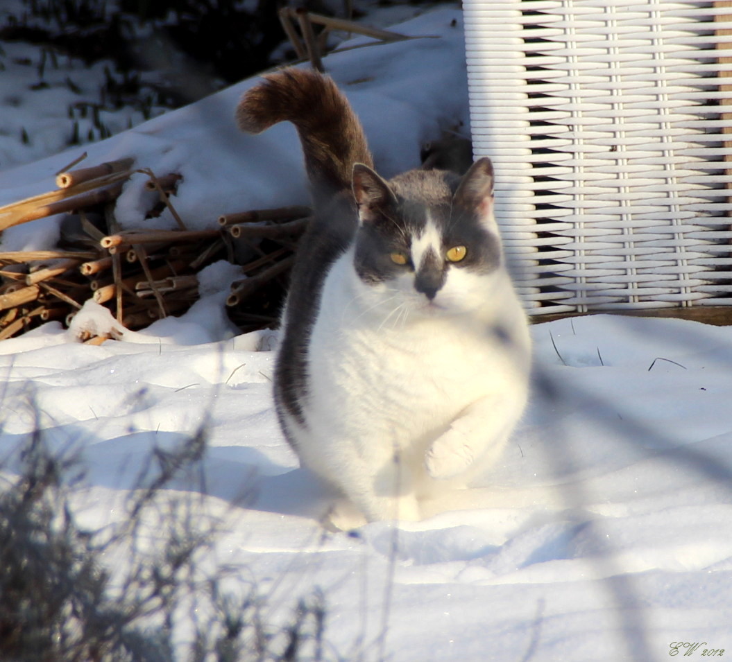 mein "Schneeleopard"...