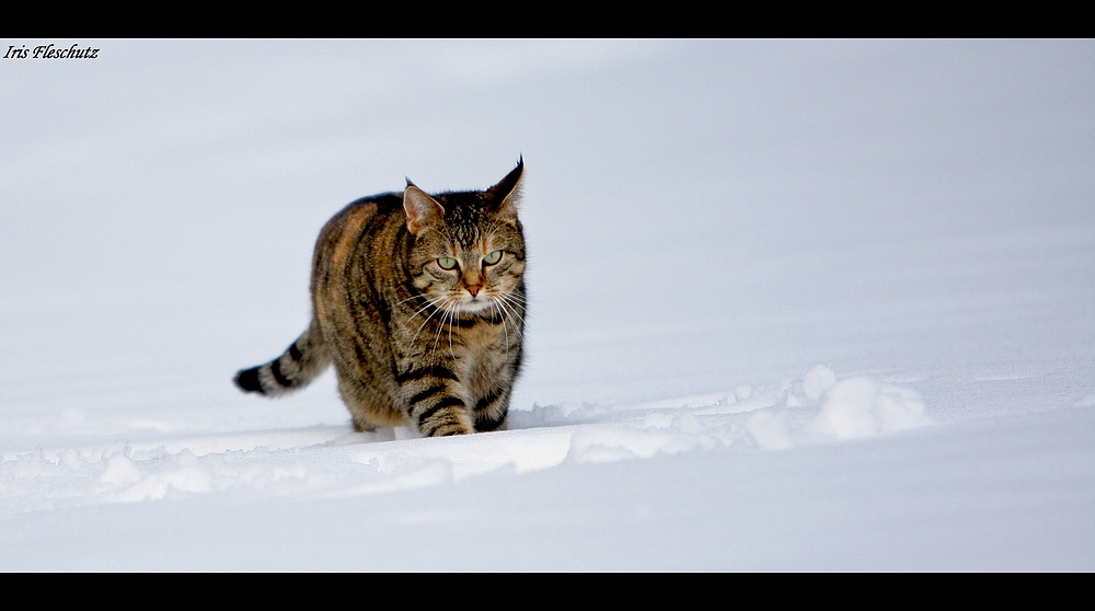 Mein Schneetiger...