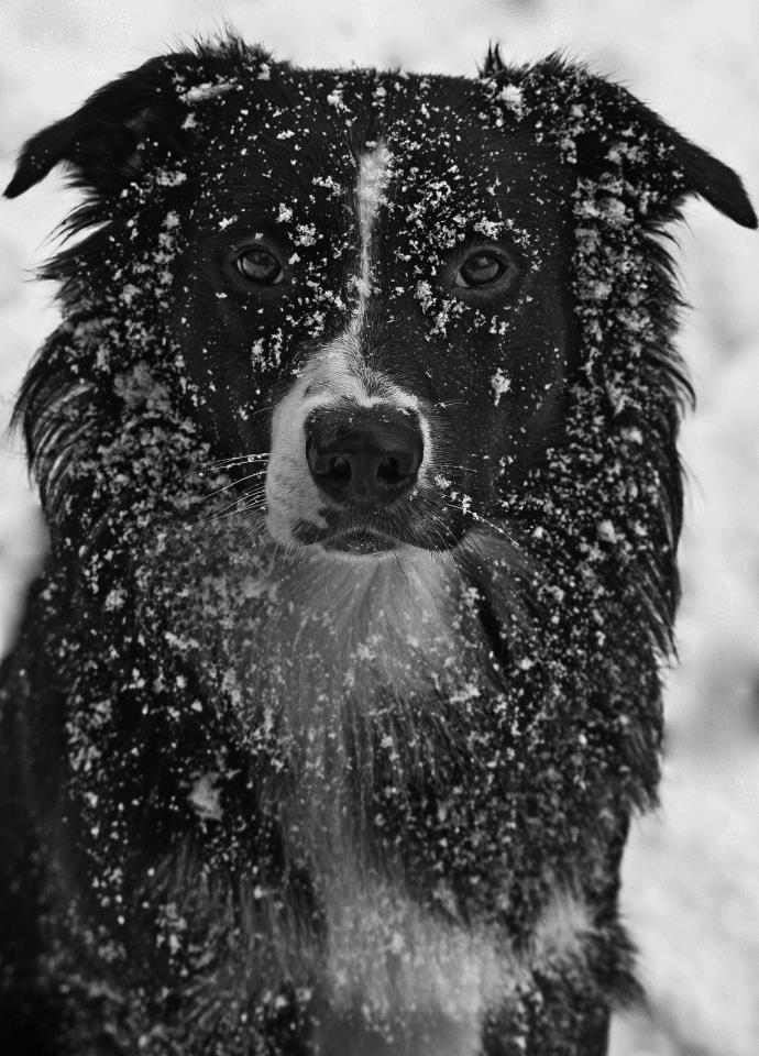 Mein Schneeverrückter.