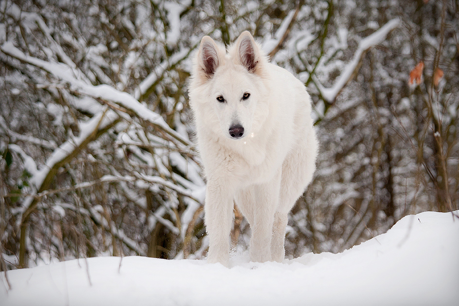 Mein Schneewölfchen .....