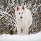 Mein Schneewölfchen .....