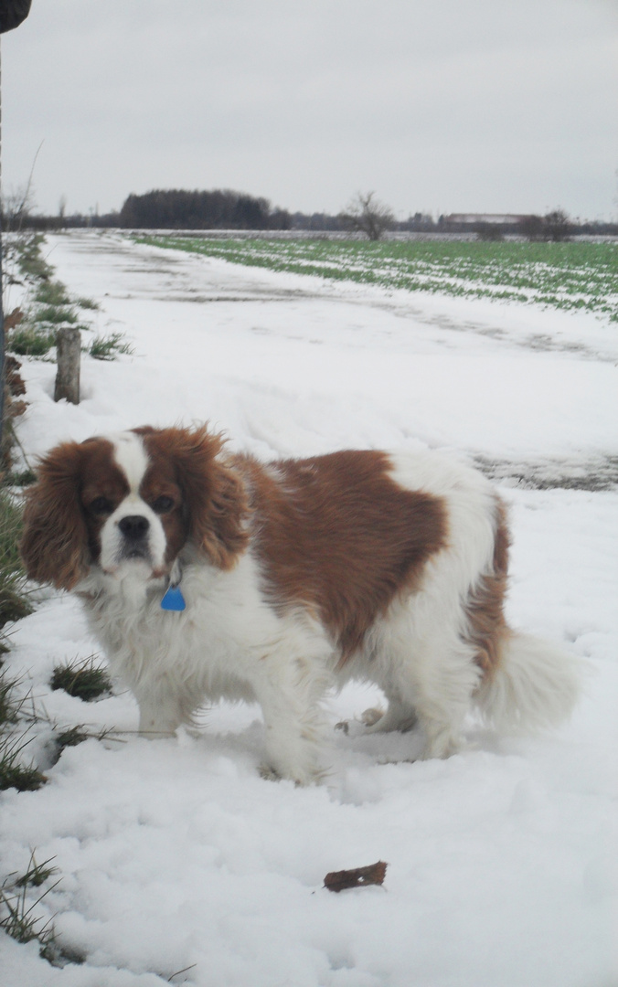 Mein Schneewuffi